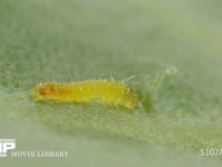 モンシロチョウ卵　ふ化 卵殻を食べ終えた1齢幼虫