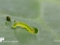 モンシロチョウふ化直後の1齢幼虫 初めてキャベツの葉を食べる