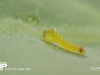 モンシロチョウ卵　ふ化 卵殻を食べ終えた1齢幼虫