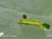 モンシロチョウふ化直後の1齢幼虫　5倍速 初めてキャベツの葉を食べる