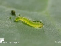 モンシロチョウふ化直後の1齢幼虫 初めてキャベツの葉を食べる