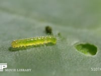 モンシロチョウふ化直後の1齢幼虫 初めてキャベツの葉を食べる