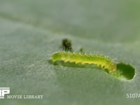 モンシロチョウふ化直後の1齢幼虫 初めてキャベツの葉を食べる