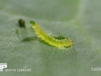 モンシロチョウふ化直後の1齢幼虫 初めてキャベツの葉を食べる