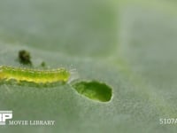 モンシロチョウふ化直後の1齢幼虫 初めてキャベツの葉を食べる