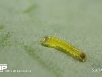 モンシロチョウふ化直後の1齢幼虫 初めてキャベツの葉を食べた後、休む