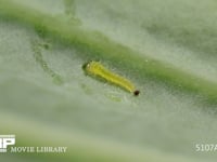 モンシロチョウふ化直後の1齢幼虫 初めてキャベツの葉を食べた後、休む