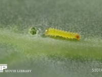 モンシロチョウふ化直後の1齢幼虫 初めてキャベツの葉を食べた後、休む