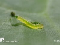 モンシロチョウふ化直後の1齢幼虫 初めてキャベツの葉を食べる