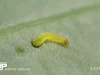 モンシロチョウふ化直後の1齢幼虫 初めてキャベツの葉を食べる