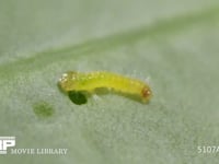 モンシロチョウふ化直後の1齢幼虫 初めてキャベツの葉を食べる