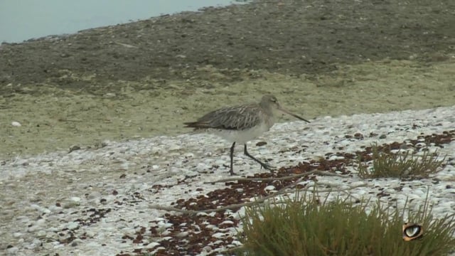 Bar-tailed Godwit (Limosa lapponica) (Scolopacidae: Snipe, Godwit, Curlew, etc.)