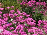 ムシトリナデシコの花を訪れたモンシロチョウ 