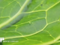 キャベツの葉裏に産まれたモンシロチョウ卵 