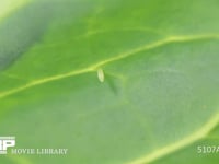 キャベツの葉裏に産まれたモンシロチョウ卵 