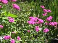 ムシトリナデシコの花を訪れたモンシロチョウ 