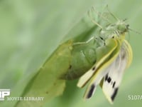 モンシロチョウ羽化 蛹から出始めた体がすべて出る