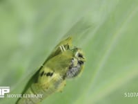 モンシロチョウ羽化 蛹の殻が割れて成虫が出てくる