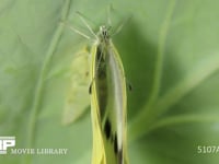 モンシロチョウ羽化 翅が伸びきり、翅を開いたり閉じたりする