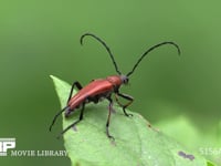 アカハナカミキリ 葉にとまる