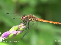 アキアカネ ギボウシの花にとまる