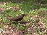 アカハラ 地上で餌をとる