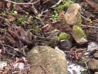 イスカ♀ 川で水を飲む