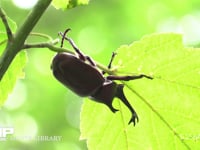 カブトムシ ウリハダカエデの葉裏にとまり葉脈の樹液を吸う