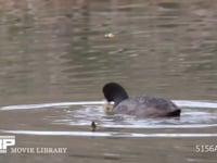 オオバン 水面を泳いで水草を食べる