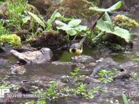 キセキレイ♂ 小川で餌とりをする