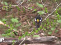 キビタキ♂ 枝にとまる