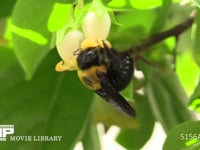 クマバチ カキの花の蜜を吸う
