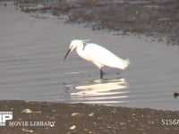 コサギ 足を振るわせて小魚やカニを追い出す