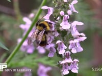 クロマルハナバチ ウツボグサの花の蜜をすう