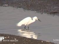 コサギ 足を振るわせて小魚やカニを追い出す