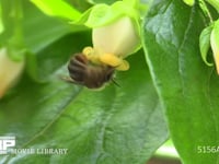 シロスジヒゲナガハナバチ カキの花の蜜を吸う