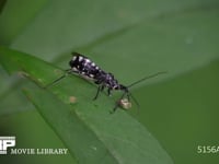 シマサシガメ 芋虫の体液を吸う