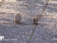 スズメ 歩道で餌探し