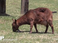 トカラヤギ 草を食む