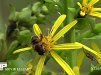 ナミハナアブ オタカラコウの花の蜜を吸う、サシガメが狙う