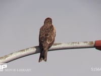 トビ 鳴く