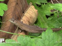 ニホンカナヘビ 葉の上で休む