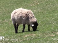 ヒツジ　サフォーク種 草を食む