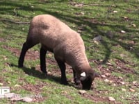 ヒツジ　サフォーク種 草を食む