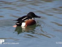 ハシビロガモ♂ 水面を泳ぐ、メスに近づいて追い払われる