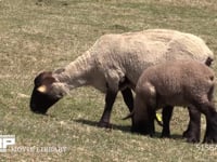 ヒツジ　サフォーク種 草を食む親子