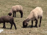 ヒツジ　サフォーク種 草を食む親子