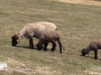 ヒツジ　サフォーク種 草を食む親子