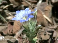 フデリンドウ 開花する