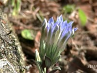 フデリンドウ 開花する